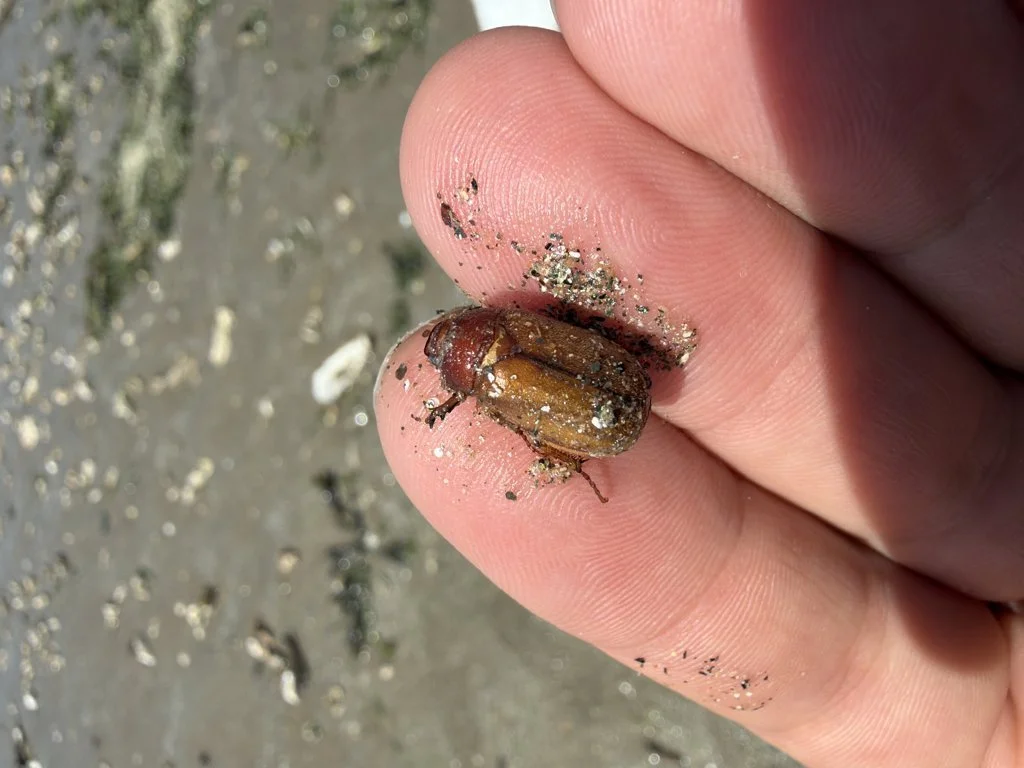 Observation de Hanneton assimilé (Amphimallon assimile)