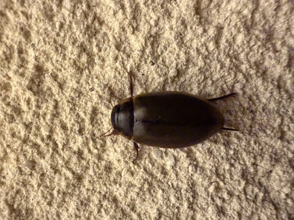 Observation de Colymbetes fuscus (Colymbetes fuscus)