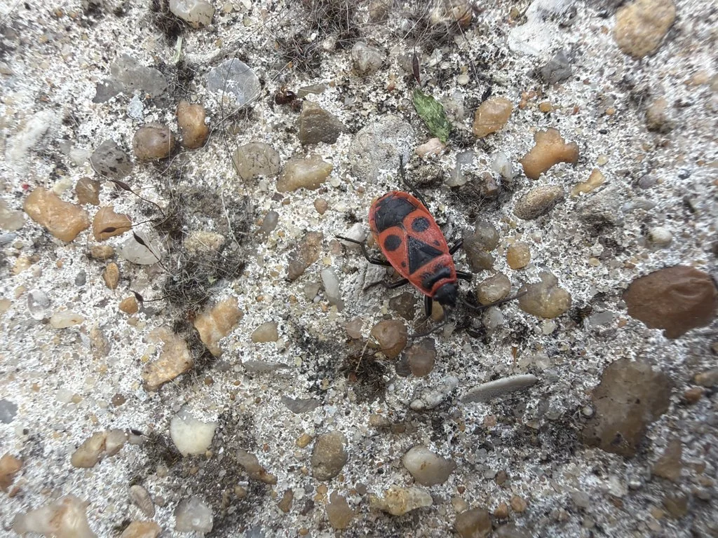 Observation de Punaise des murs (Pyrrhocoris apterus)