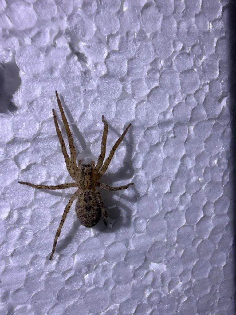 Observation de Zoropsis à pattes épineuses (Zoropsis spinimana)