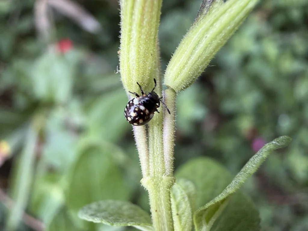 Observation de Punaise verte (Nezara viridula)