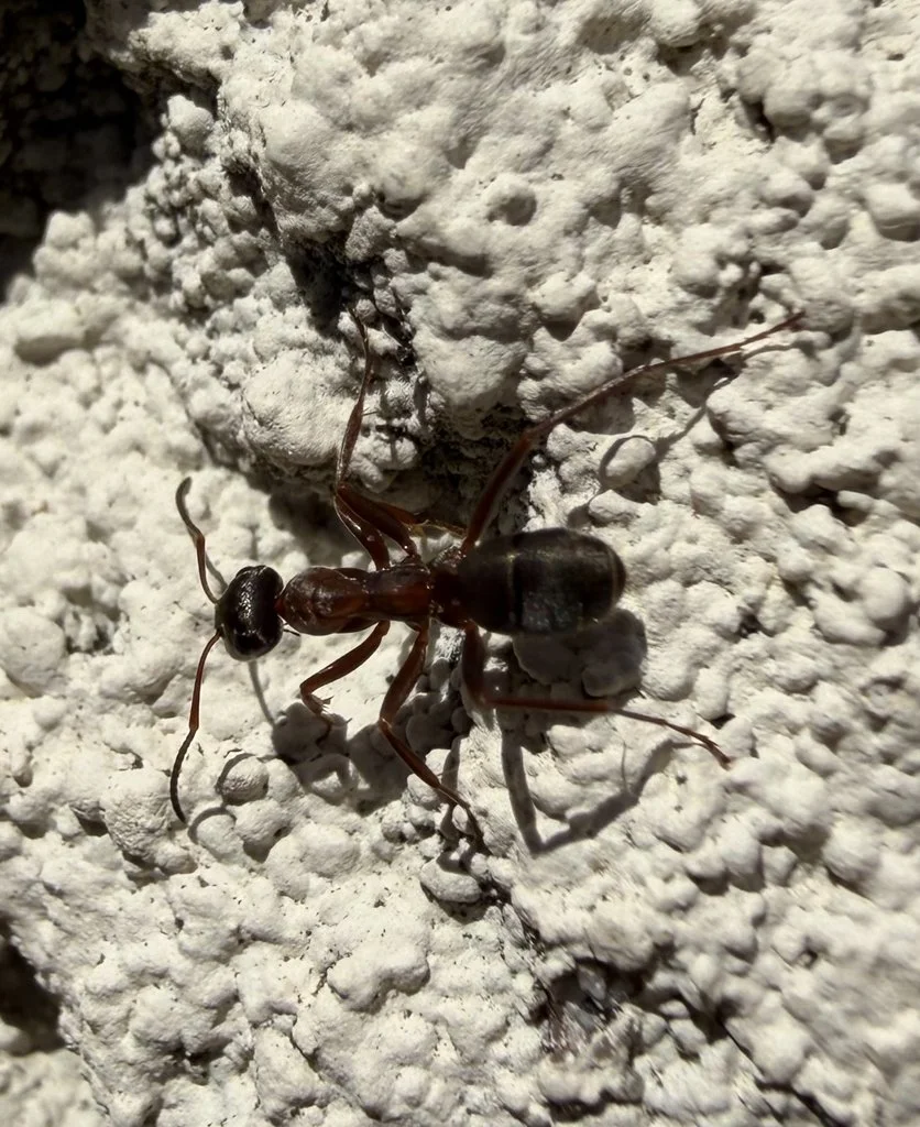Observation de Fourmi des terriers (Formica cunicularia)