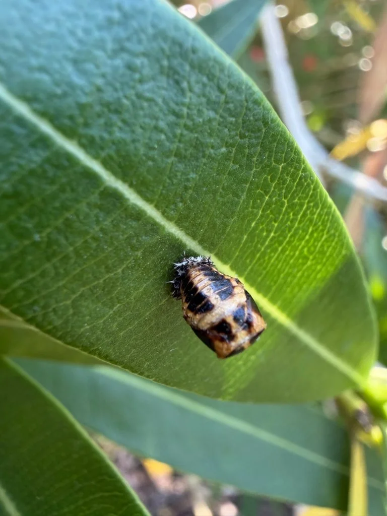 Observation de Harmonia axyridis (Harmonia axyridis)