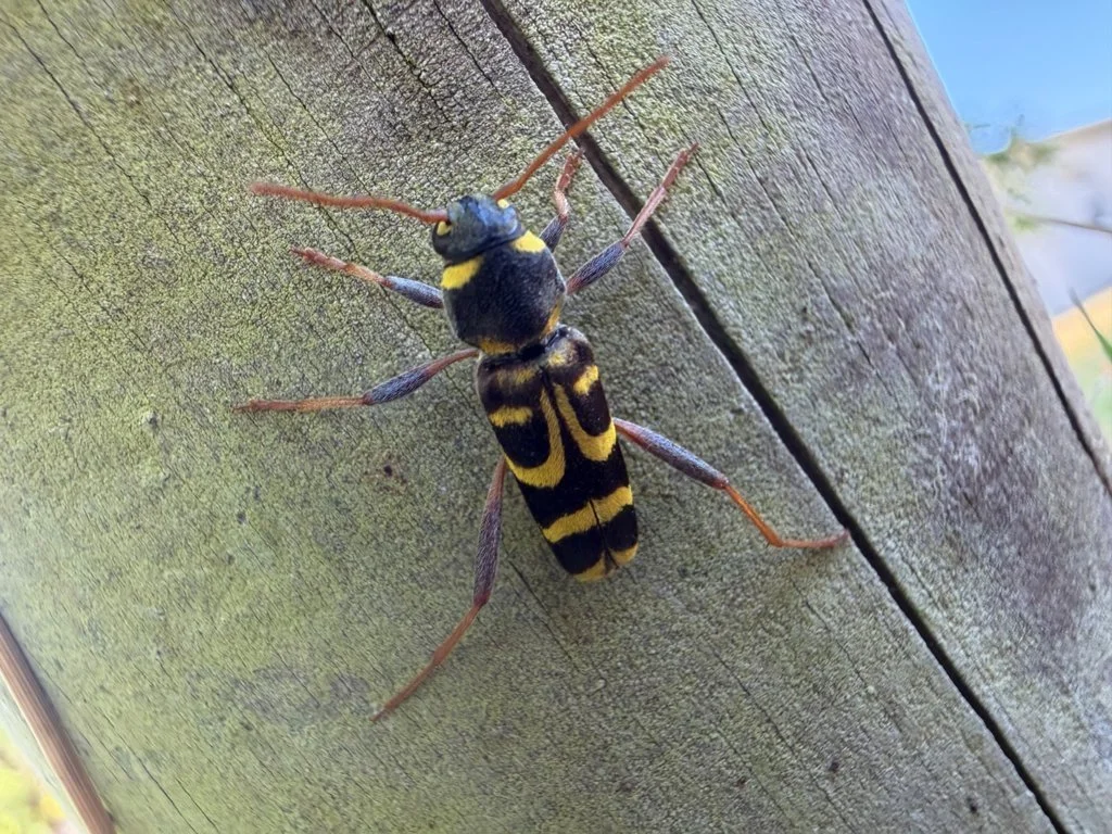 Observation de Xylotrechus arvicola (Xylotrechus arvicola)