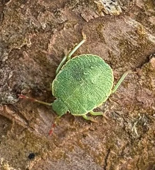 Observation de Palomena prasina (Palomena prasina)