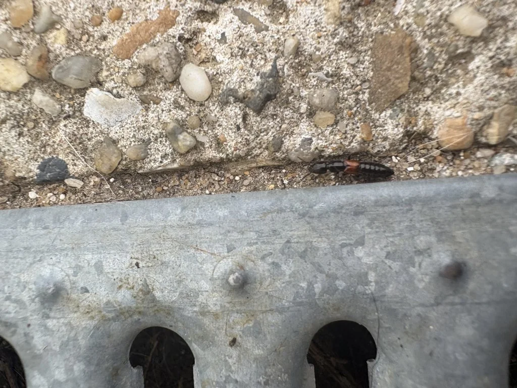 Observation de Mégalin lisse (Megalinus glabratus)