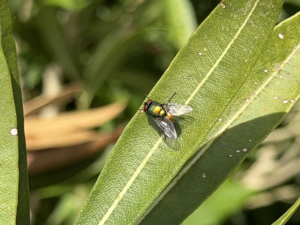 Observation de Mouche verte lucile (Lucilia sericata)