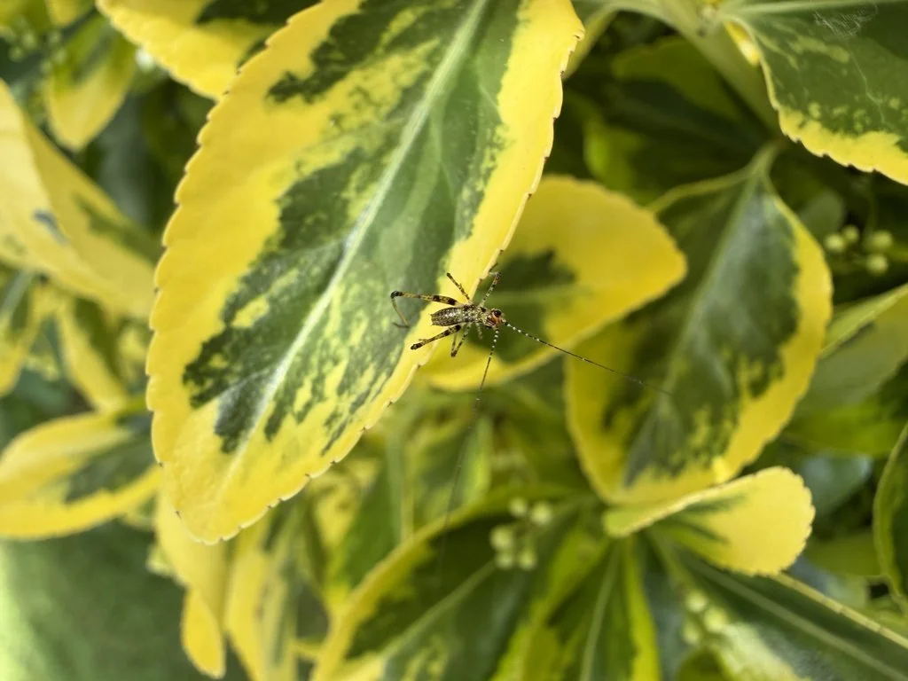 Observation de Phanéroptère méridional (Phaneroptera nana)