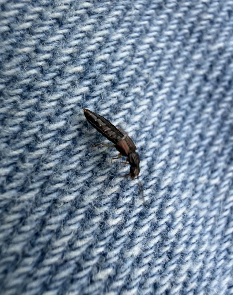 Observation de Staphylin des mousses (Phloeopora teres)