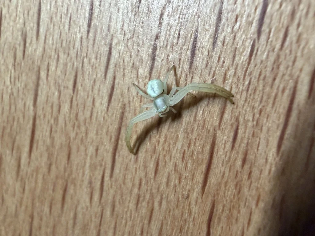 Observation de Araignée-crabe blanche (Misumena vatia)