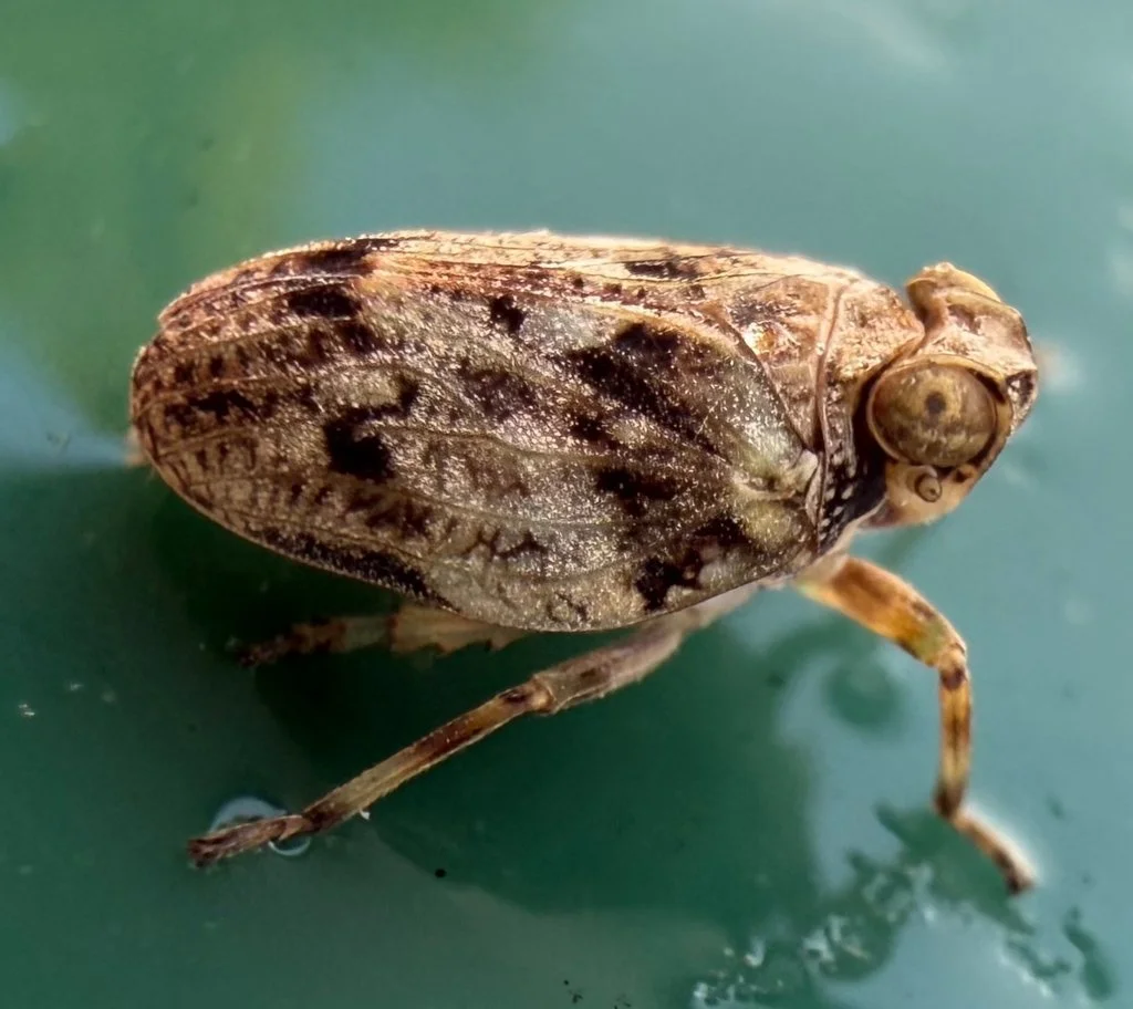 Observation de Issus coleoptratus (Issus coleoptratus)