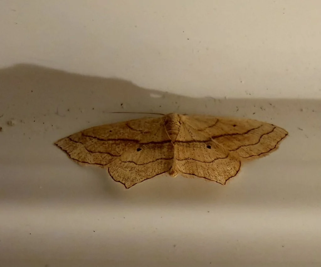 Observation de Acidalie imitative (Scopula imitaria)