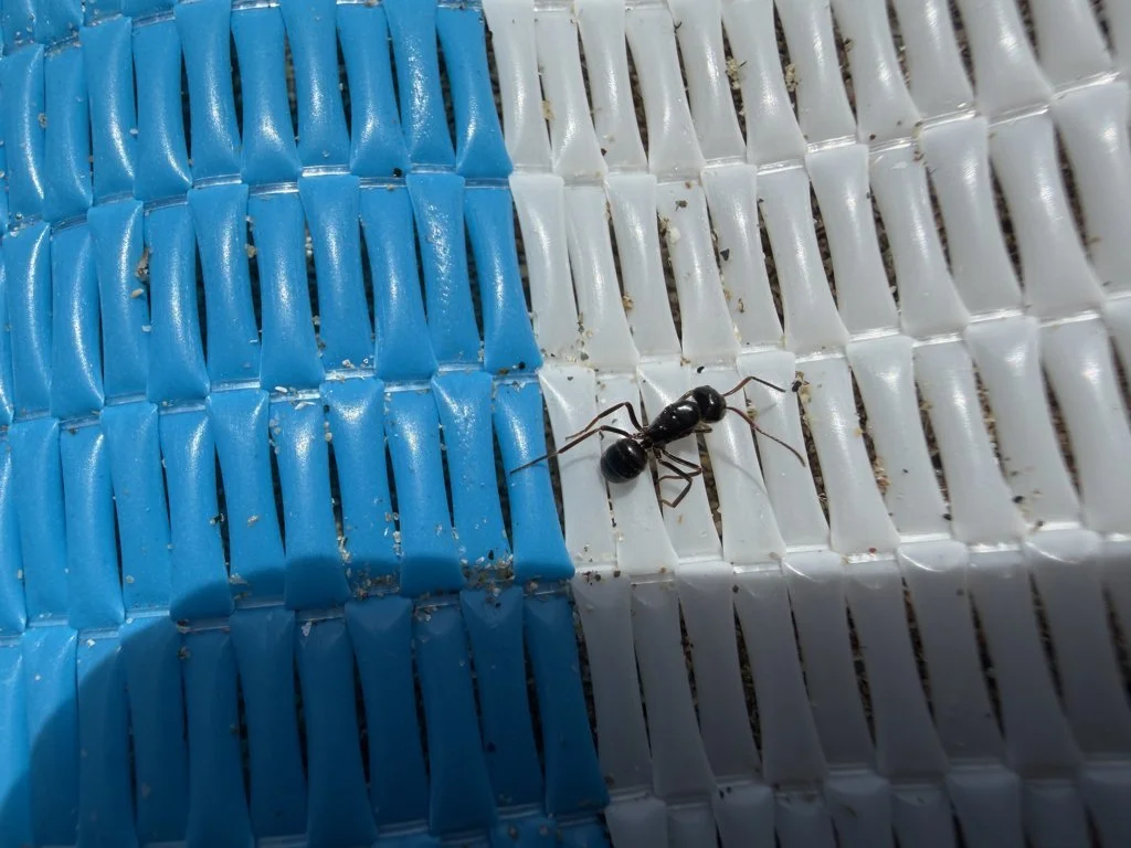 Observation de Fourmi fuligineuse (Lasius fuliginosus)