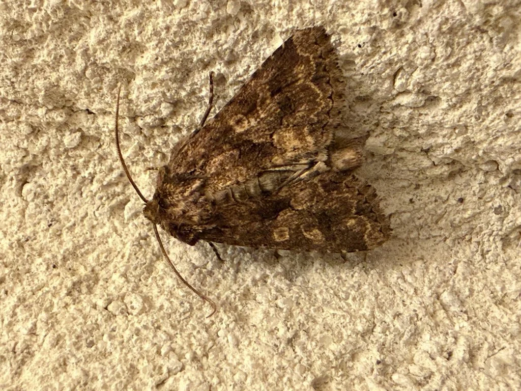 Observation de Xanthie safranée (Conisania luteago)