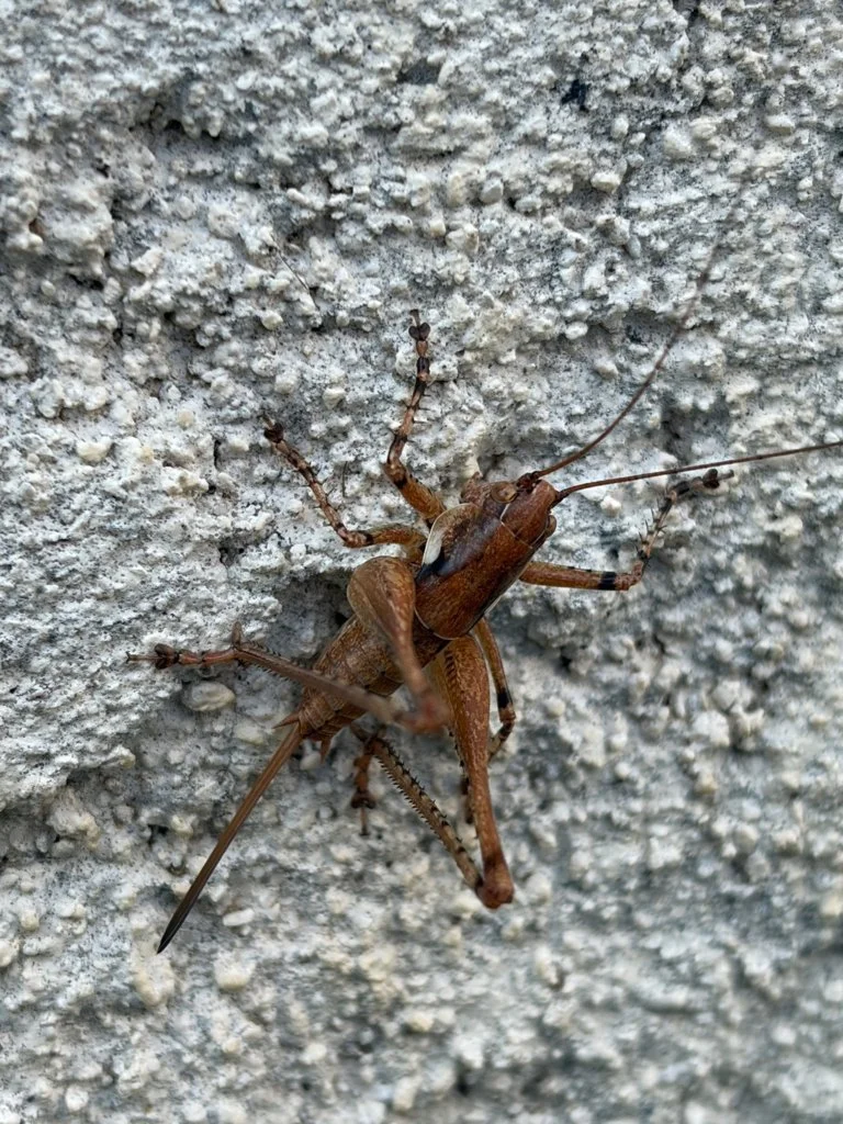 Observation de Rhacocleis annulata (Rhacocleis annulata)
