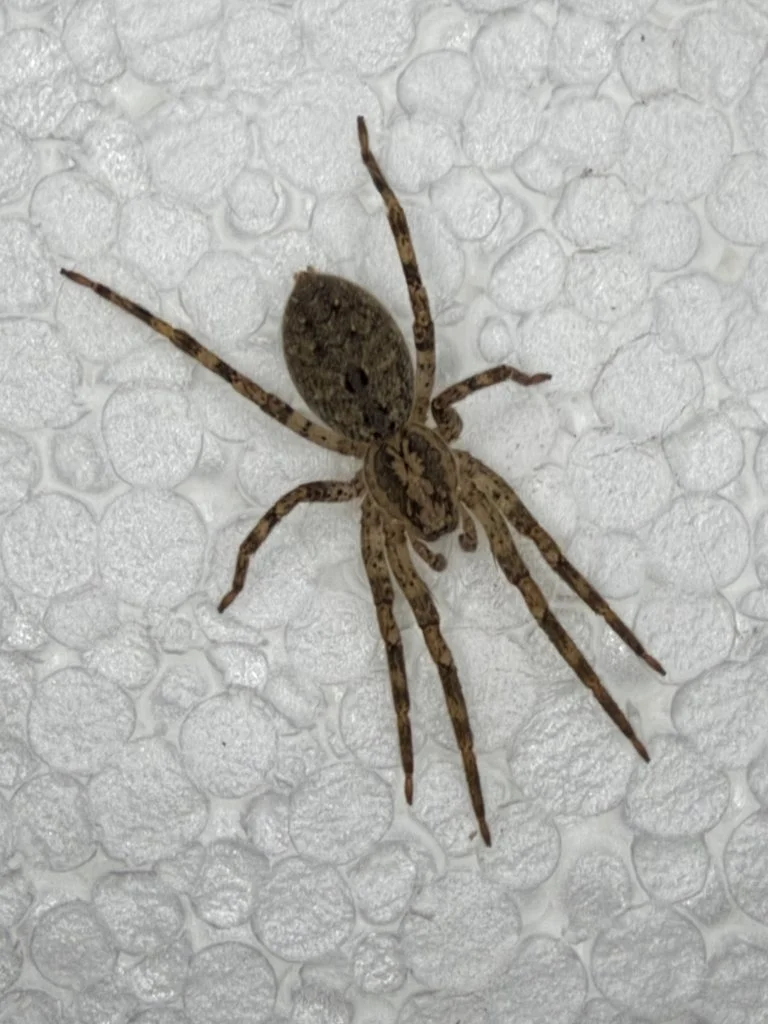 Observation de Zoropsis à pattes épineuses (Zoropsis spinimana)