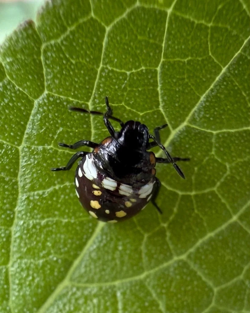 Observation de Punaise verte (Nezara viridula)
