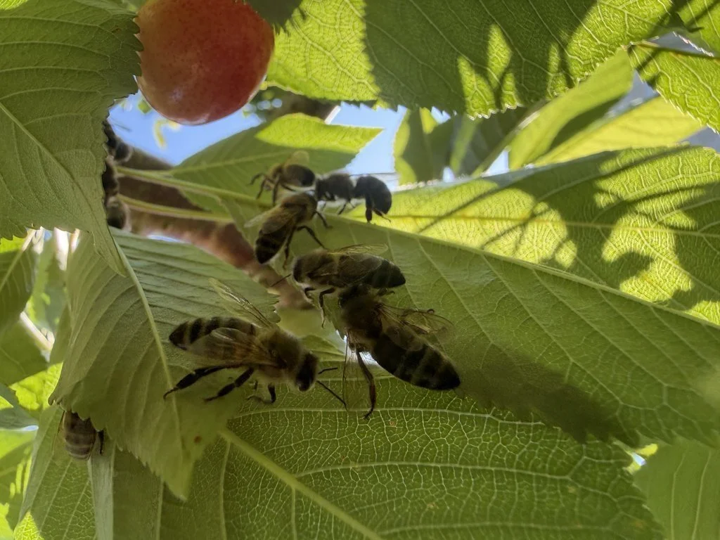 Observation de Abeille mellifère (Apis mellifera)