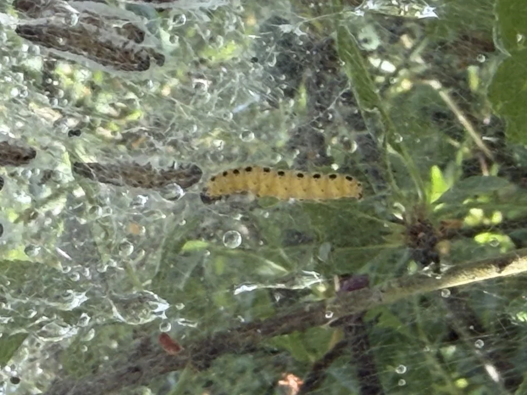 Observation de Yponommeute du fusain (Yponomeuta evonymella)