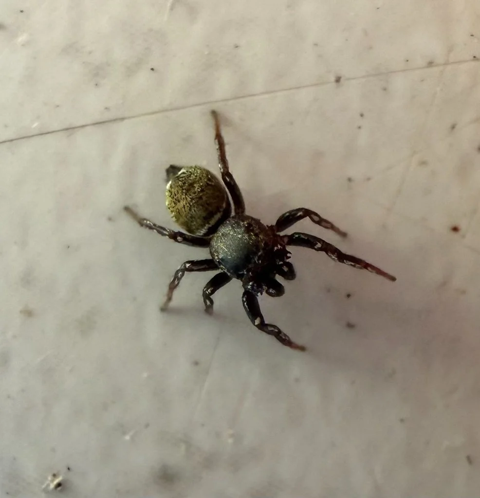 Observation de Heliophanus tribulosus (Heliophanus tribulosus)