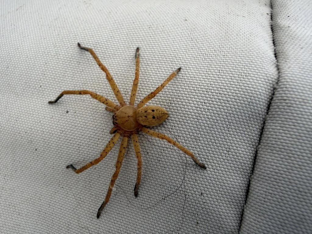 Observation de Olios d'Argélie (Olios argelasius)