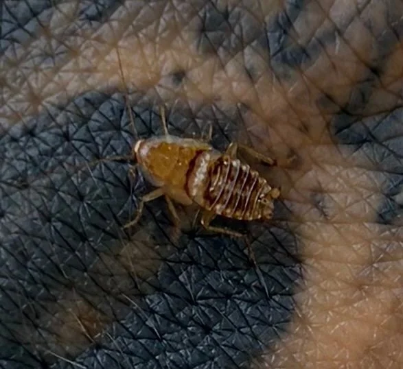 Observation de Planuncus tingitanus (Planuncus tingitanus)