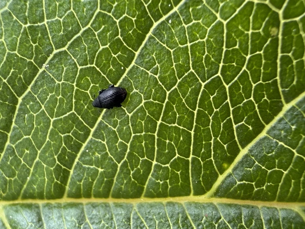 Observation de Charançon gris du pin (Tachyerges stigma)