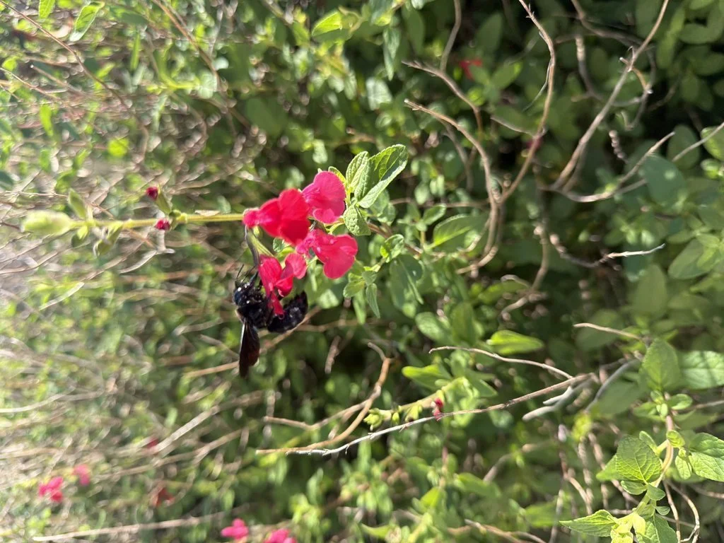 Observation de Abeille charpentière (Xylocopa violacea)