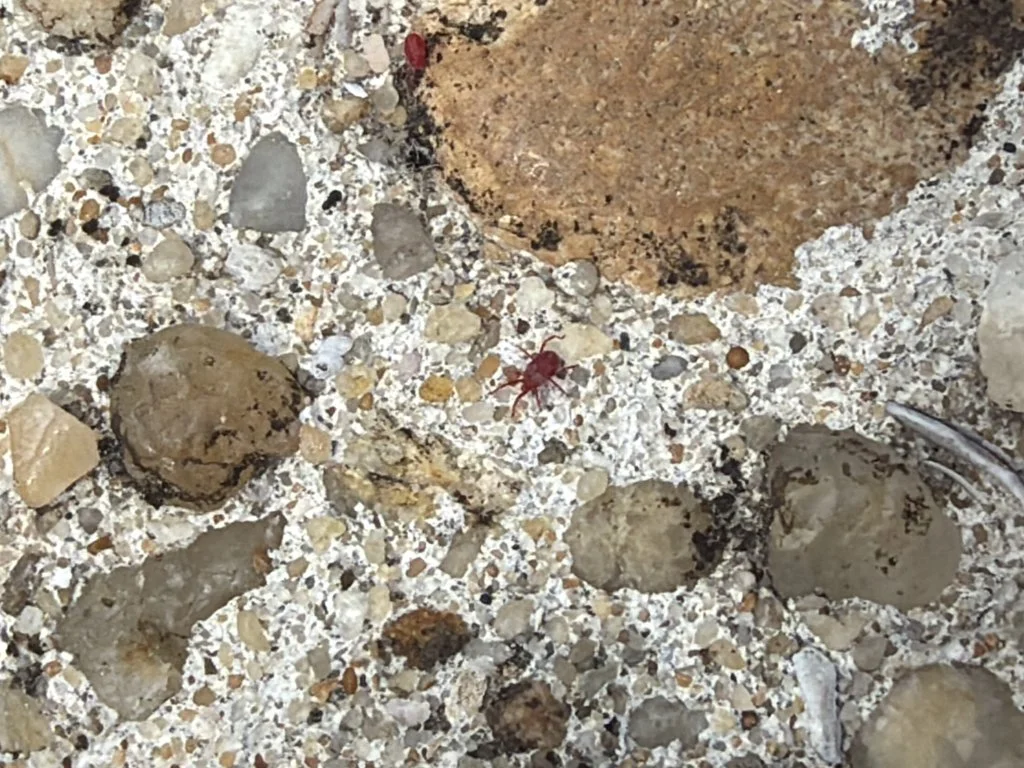 Observation de Chigre littoral (Neomolgus littoralis)