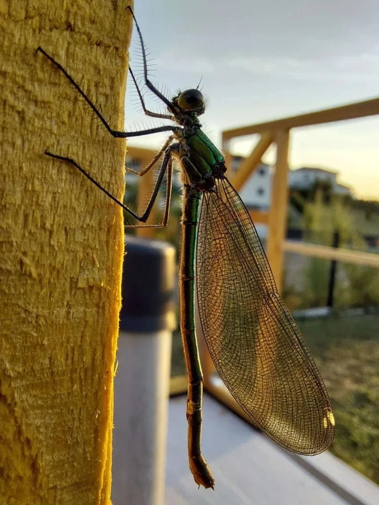 Observation de Calopteryx splendens (Calopteryx splendens)
