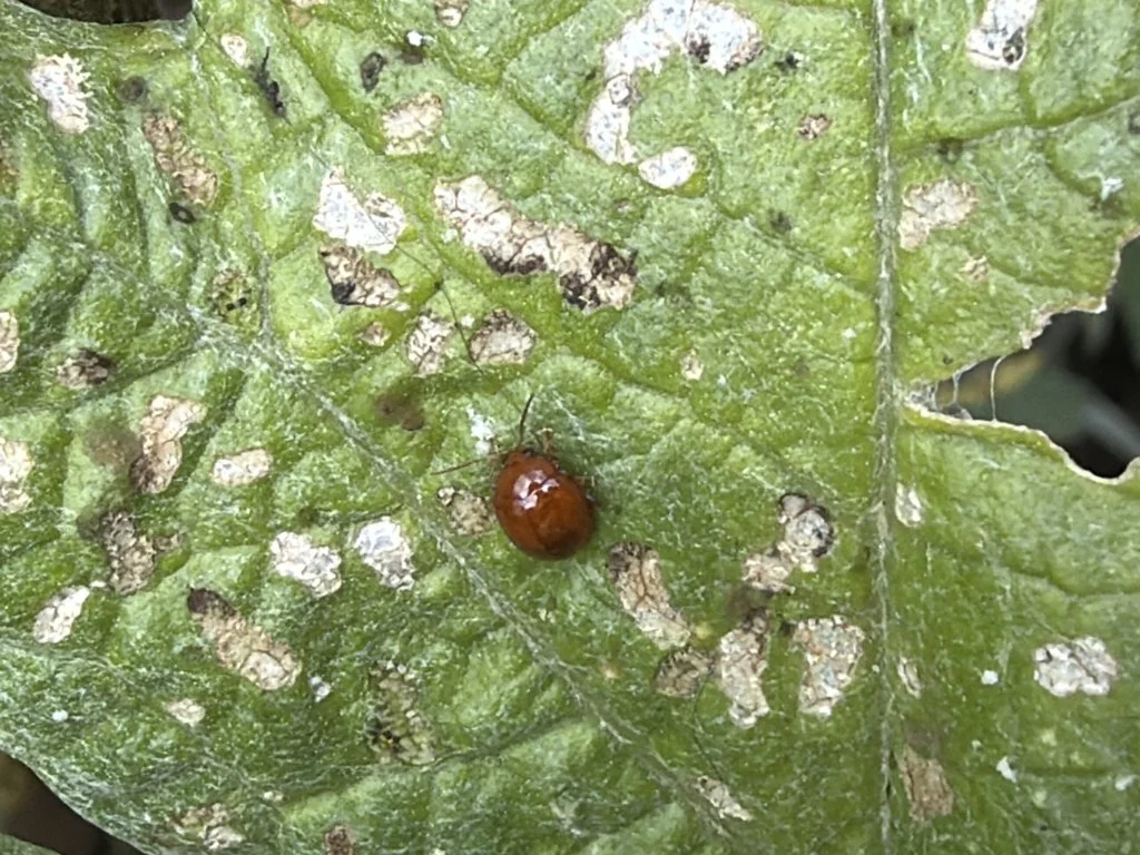 Observation de Pistosia testacé (Pistosia testacea)