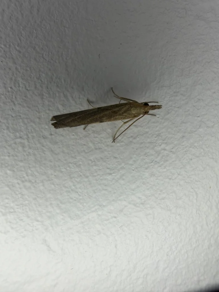 Observation de Pediasia contaminella (Pediasia contaminella)