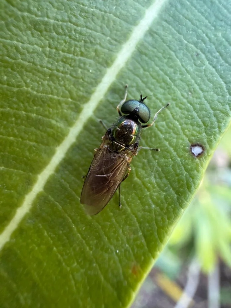 Observation de Mouche-soldat ornée (Chloromyia formosa)