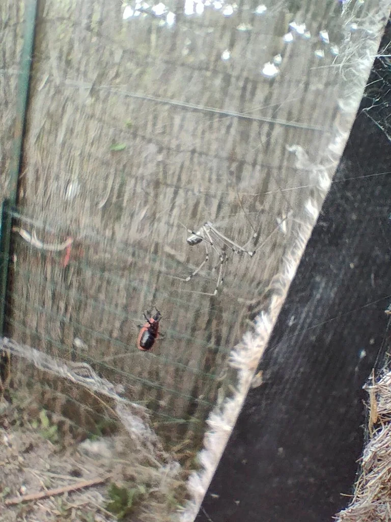 Observation de Araignée-pholque des murs (Holocnemus pluchei)