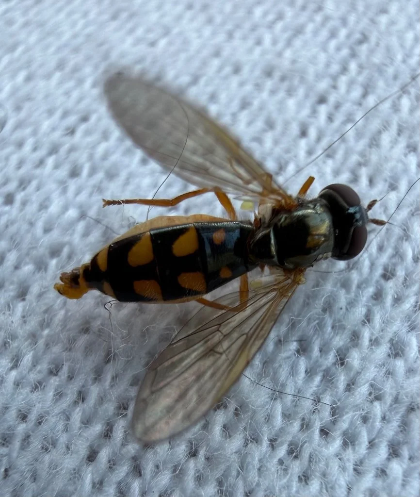 Observation de Melanostoma scalare (Melanostoma scalare)