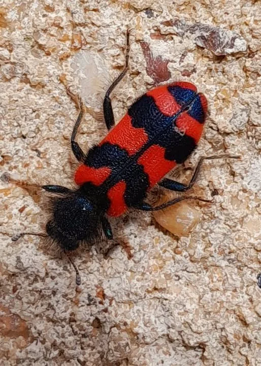 Observation de Trichodes alvearius (Trichodes alvearius)