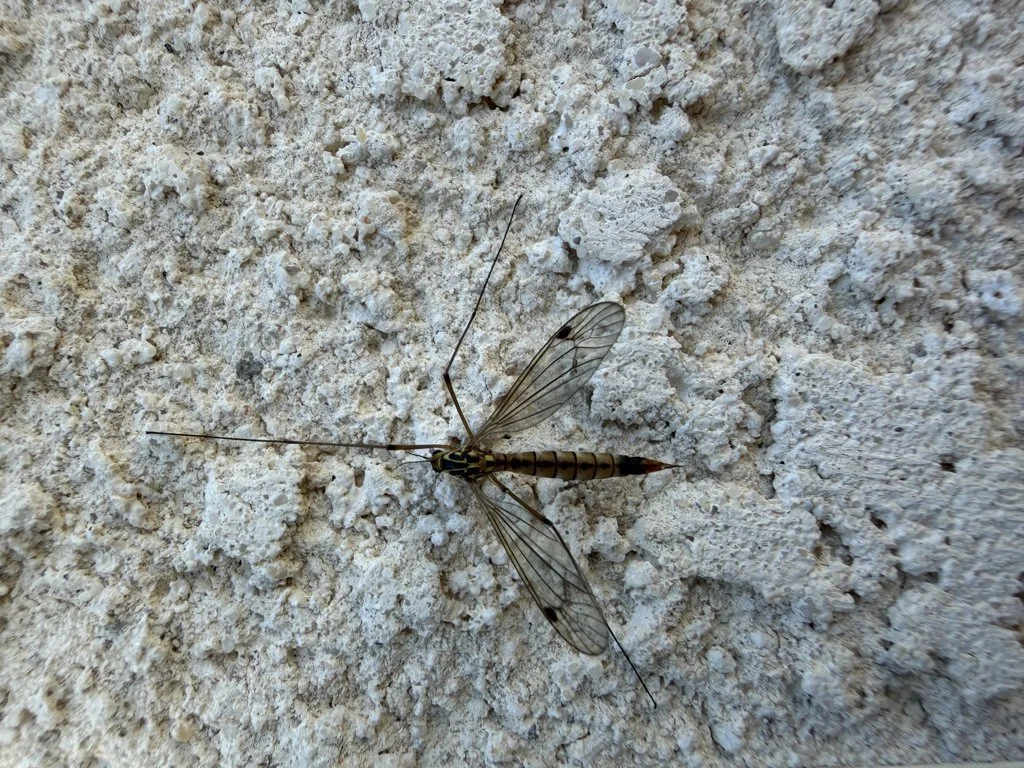 Observation de Tipule guestfalique (Nephrotoma guestfalica)