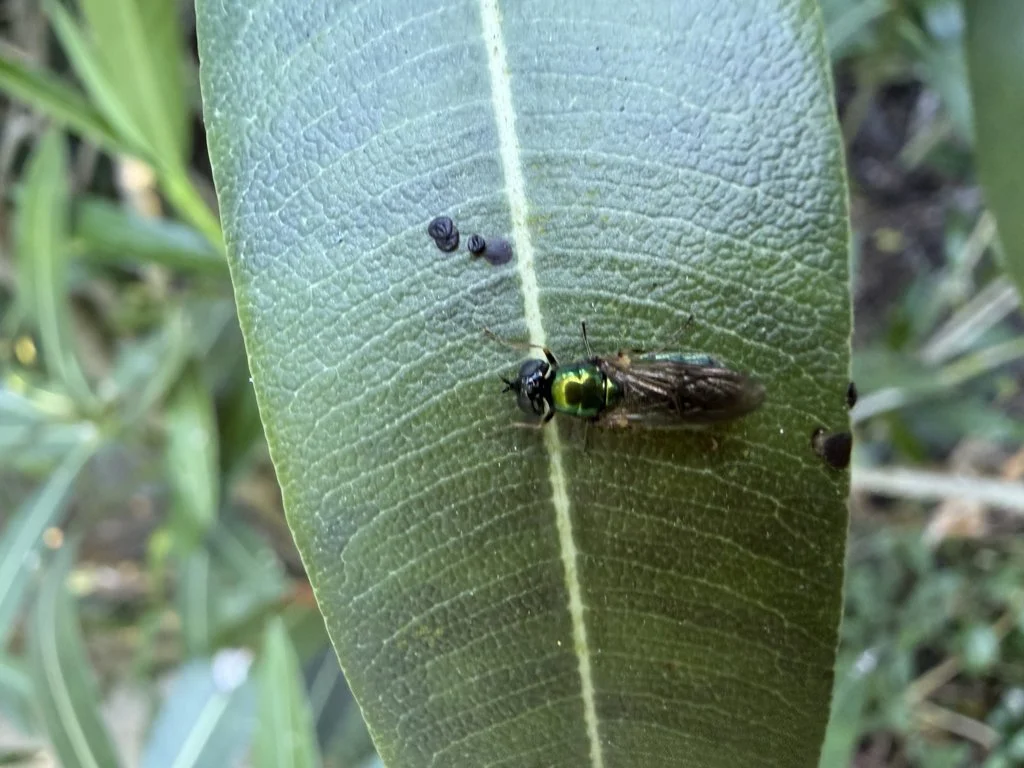 Observation de Mouche-soldat ornée (Chloromyia formosa)