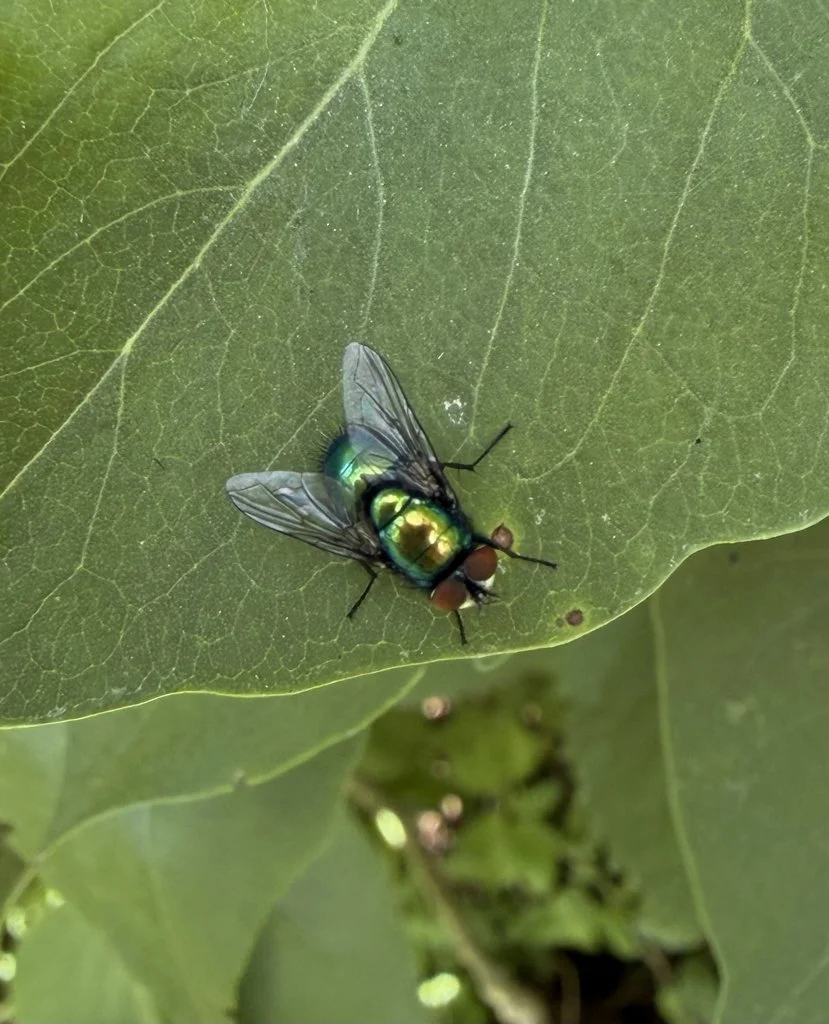 Observation de Mouche verte lucile (Lucilia sericata)