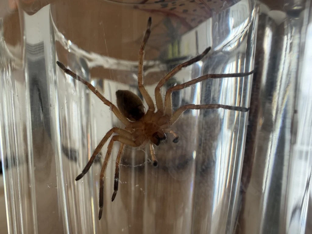 Observation de Olios d'Argélie (Olios argelasius)