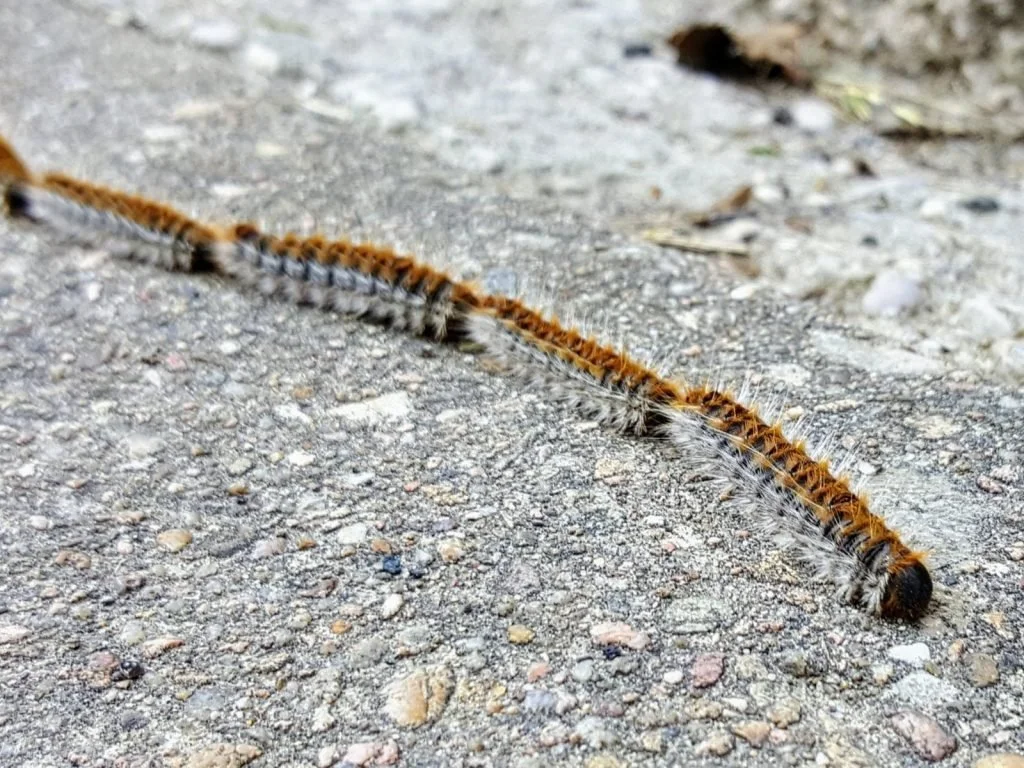 Observation de Processionnaire du pin (Thaumetopoea pityocampa)