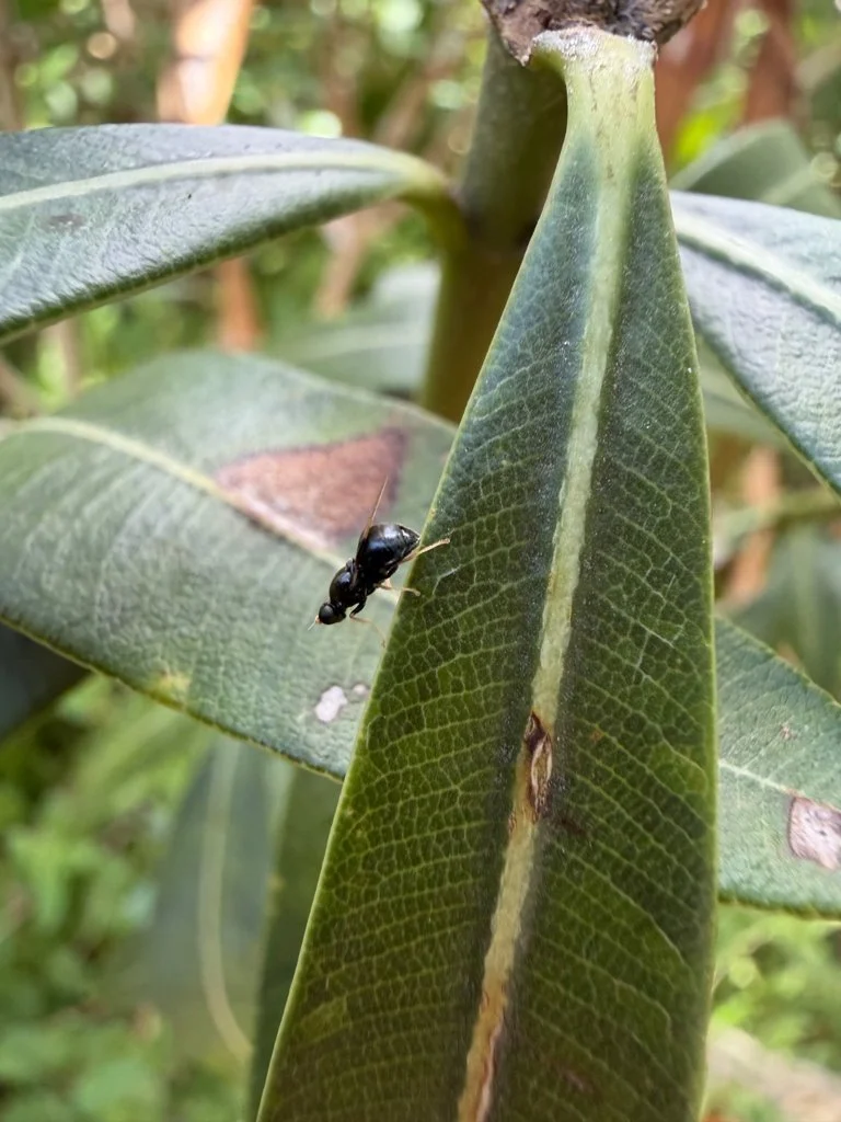 Observation de Pachygaster atra (Pachygaster atra)