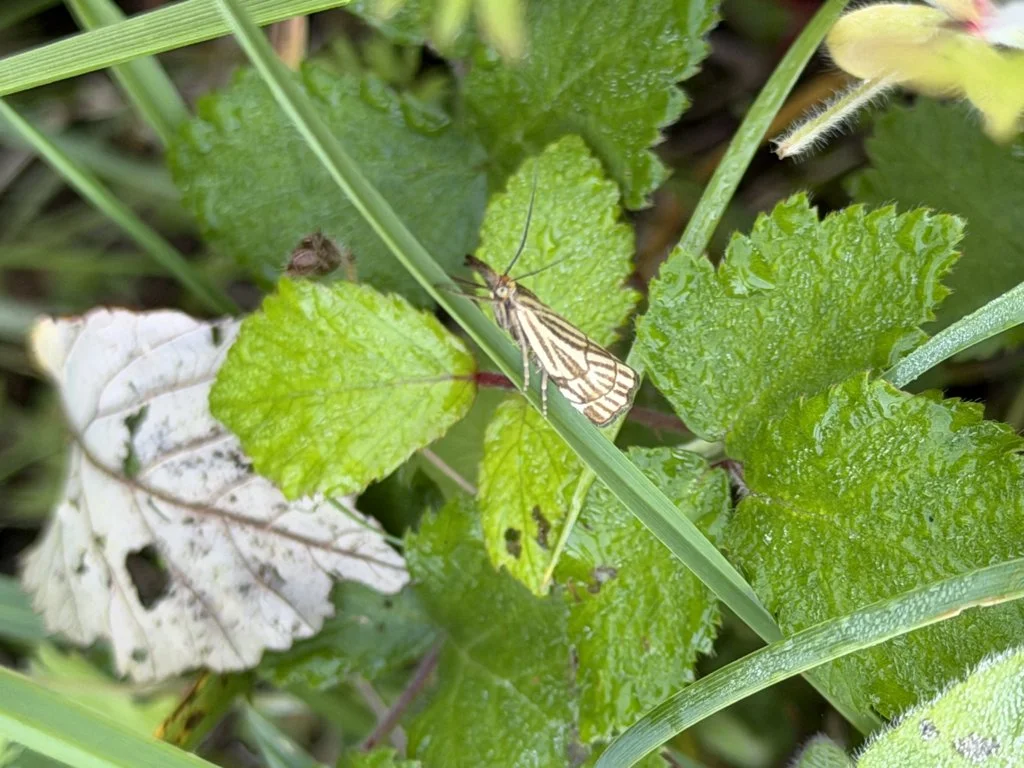 Observation de Chrysocrambus Chrysocramboides craterellus (Chrysocrambus Chrysocramboides craterellus)