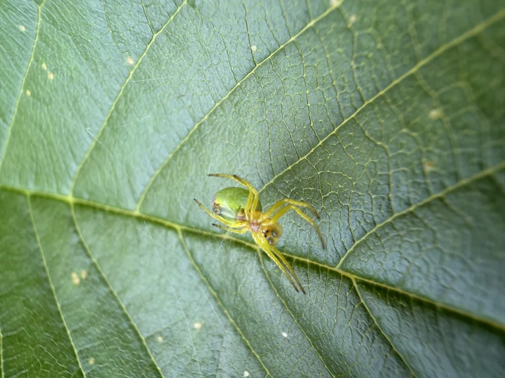 Observation de Araignée verte du gaillet (Araniella cucurbitina)