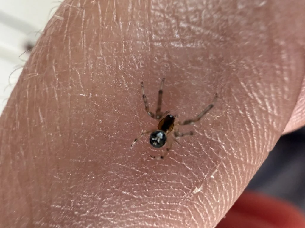 Observation de Petite araignée des genêts (Zygiella minima)