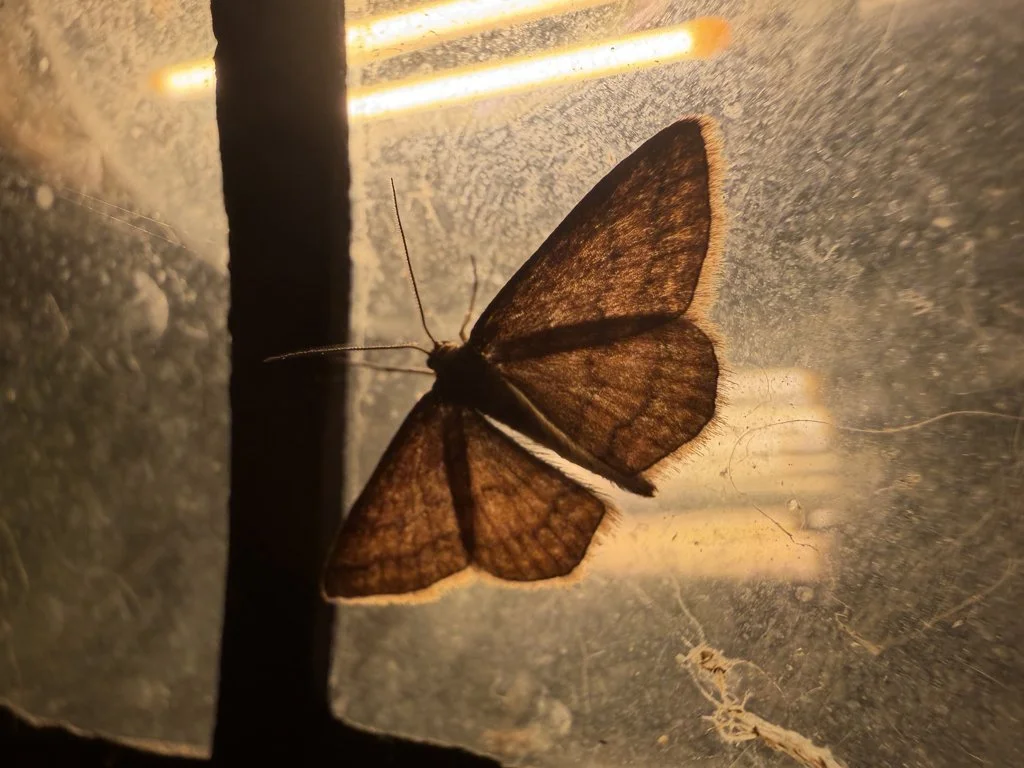 Observation de Acidalie rouillée (Scopula rubiginata)