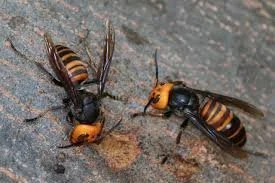 Observation de Vespa mandarinia (Vespa mandarinia)