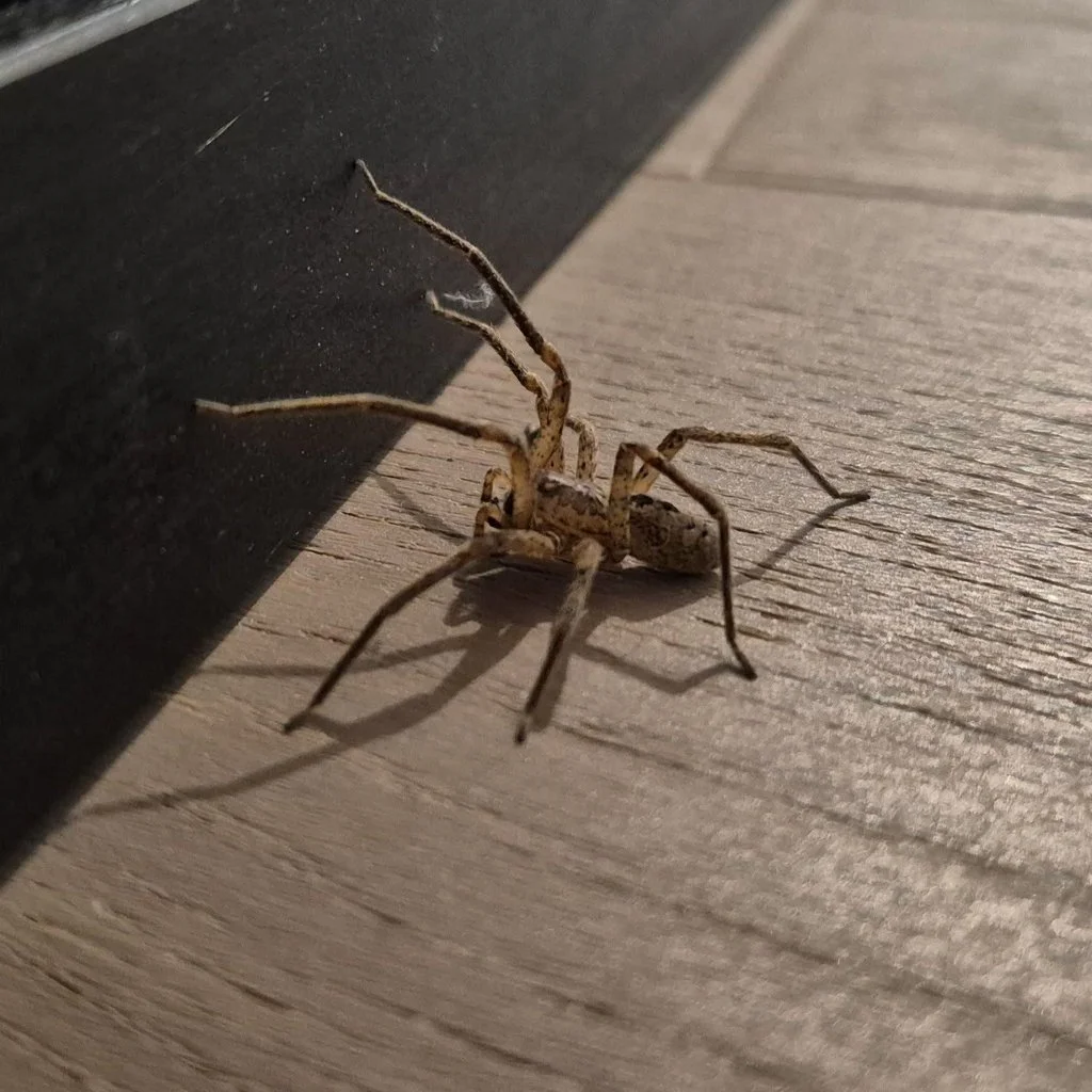 Observation de Zoropsis à pattes épineuses (Zoropsis spinimana)