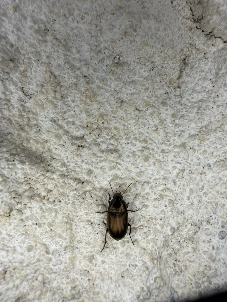 Observation de Amara aenea (Amara aenea)