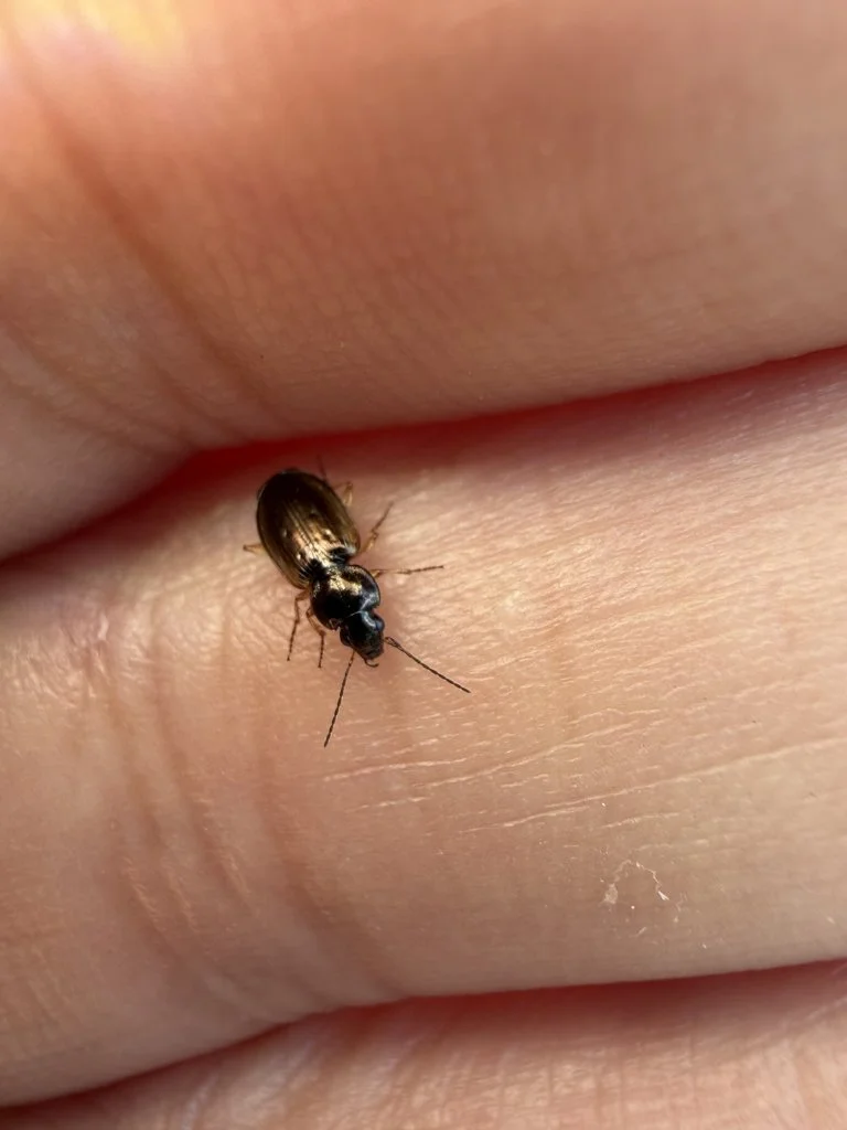 Observation de Agonum limbatum (Agonum limbatum)